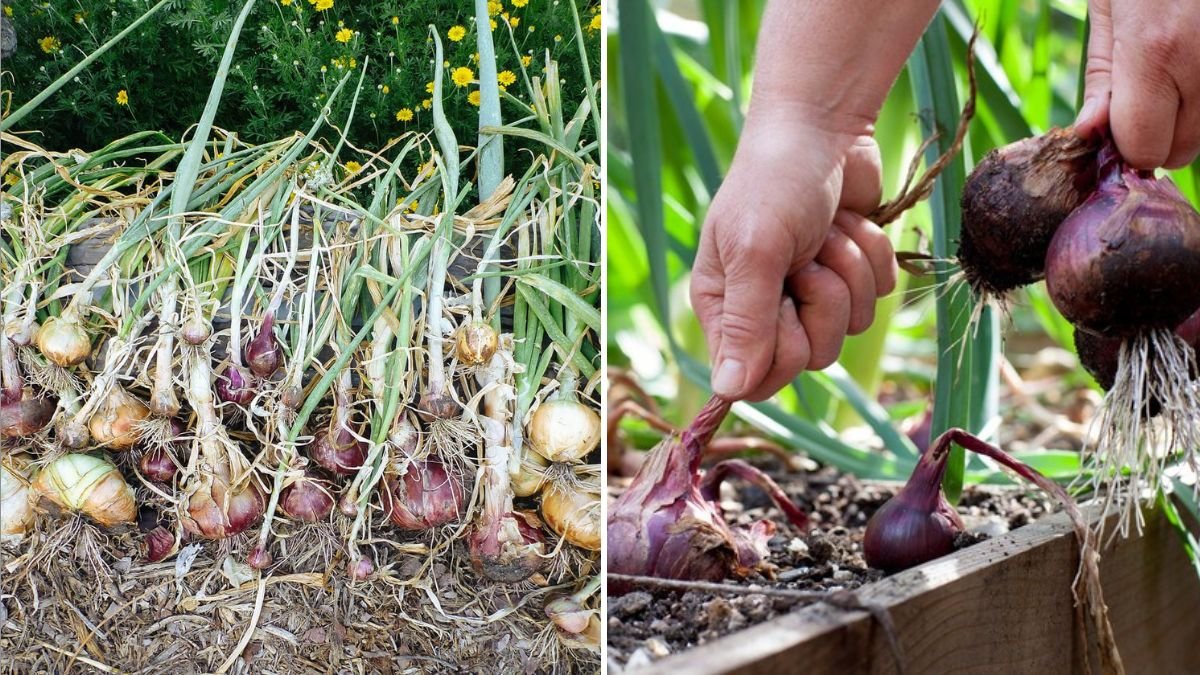 10 Vegetables That Practically Grow Themselves
