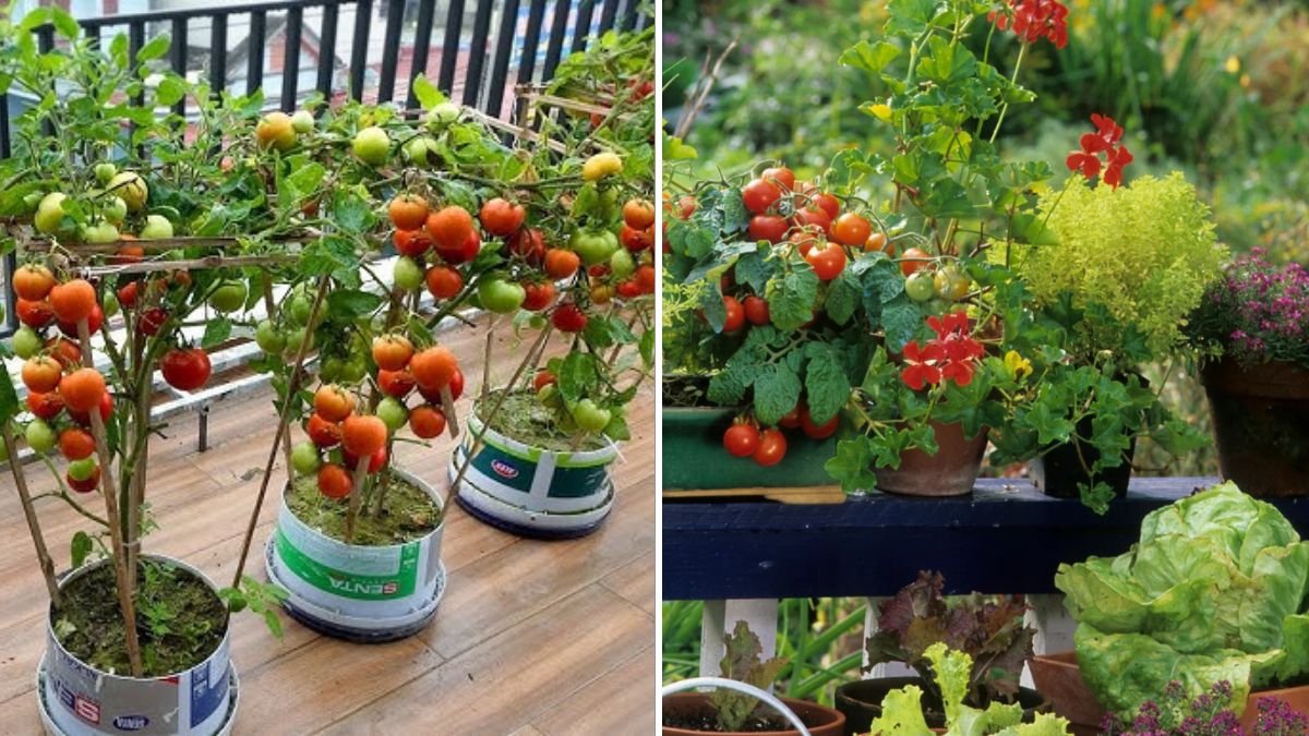 7 Fruits You Can Grow on a Balcony