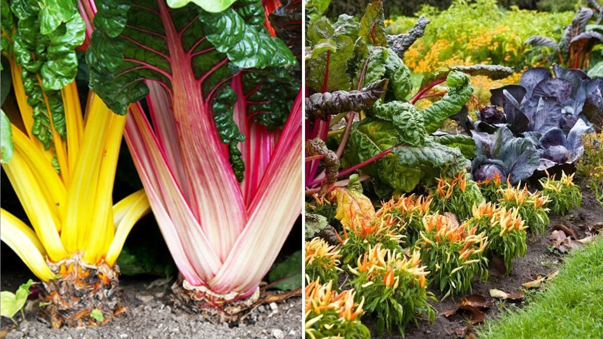 How to Blend Edible Plants Into Your Landscape Design