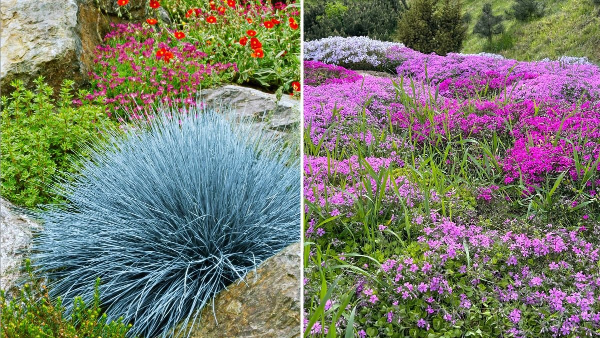 9 Ground Covers That Replace Grass Beautifully