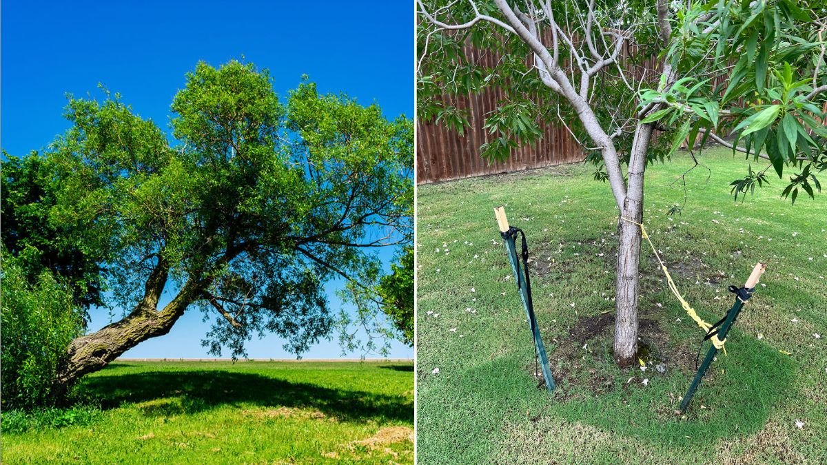 Should You Stake Young Trees? Pros & Cons