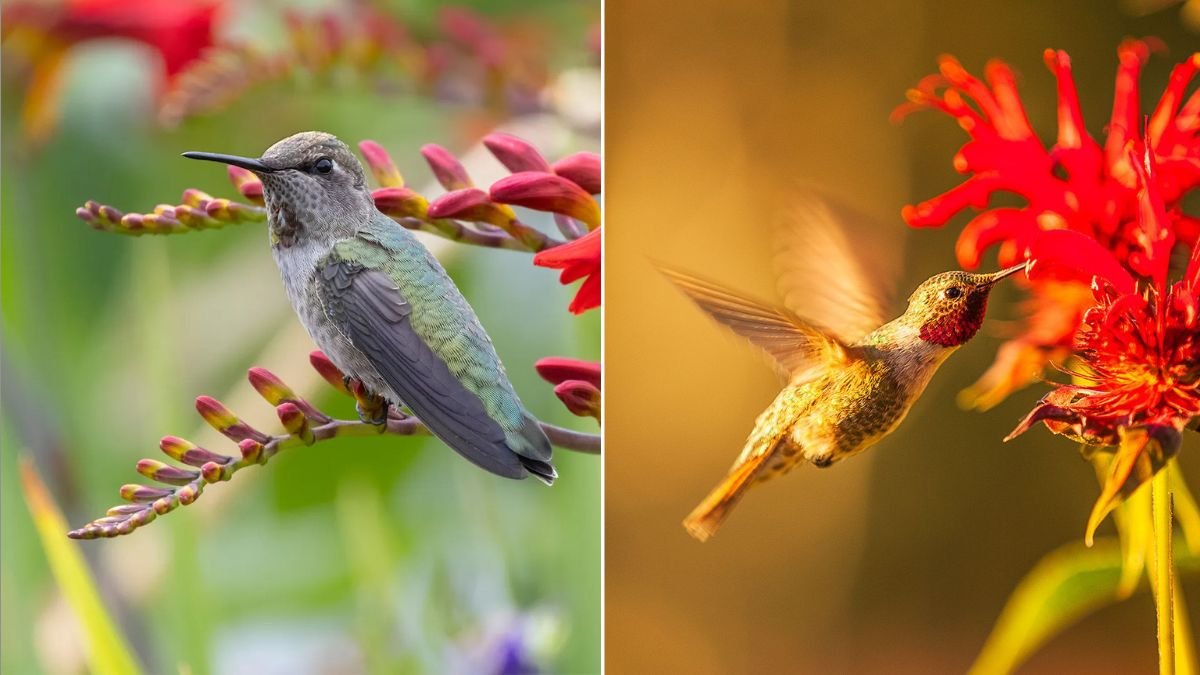 6 Shrubs That Attract Bees and Hummingbirds