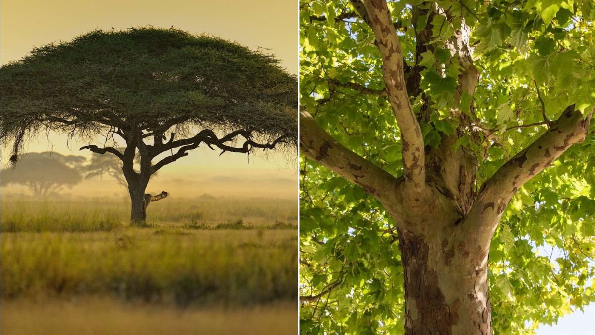 The Best Shade Trees for Hot Climates