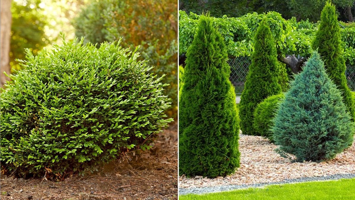 7 Shrubs That Require Almost No Pruning