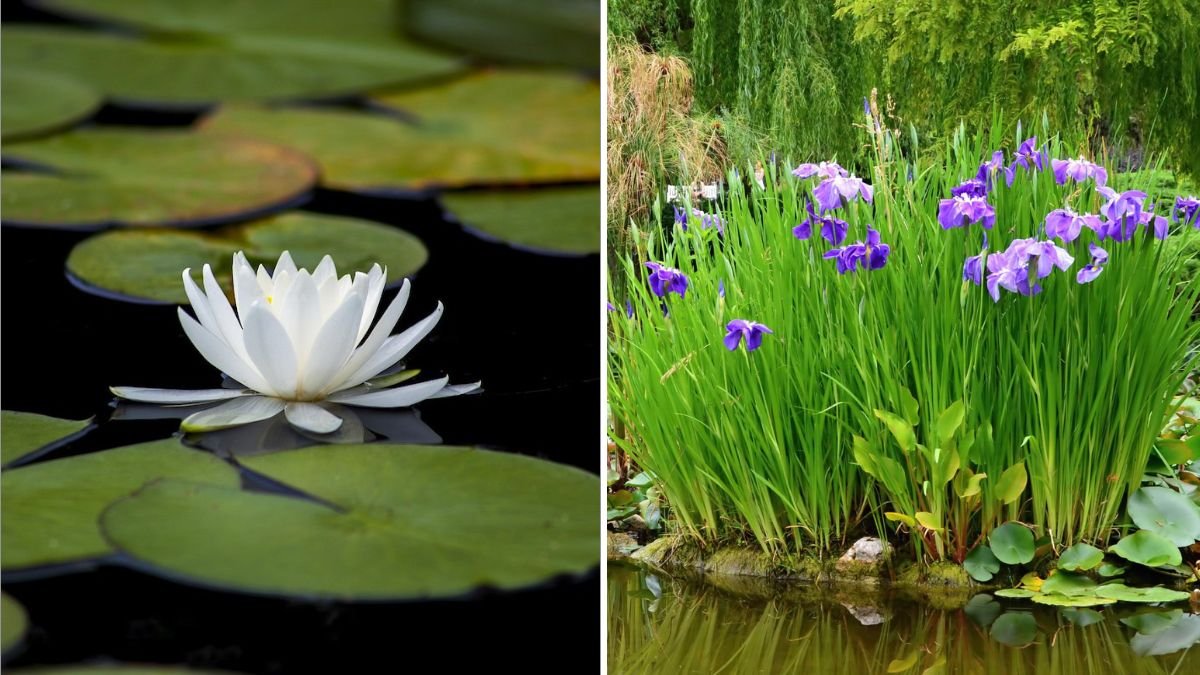 6 Plants That Thrive Around Garden Ponds