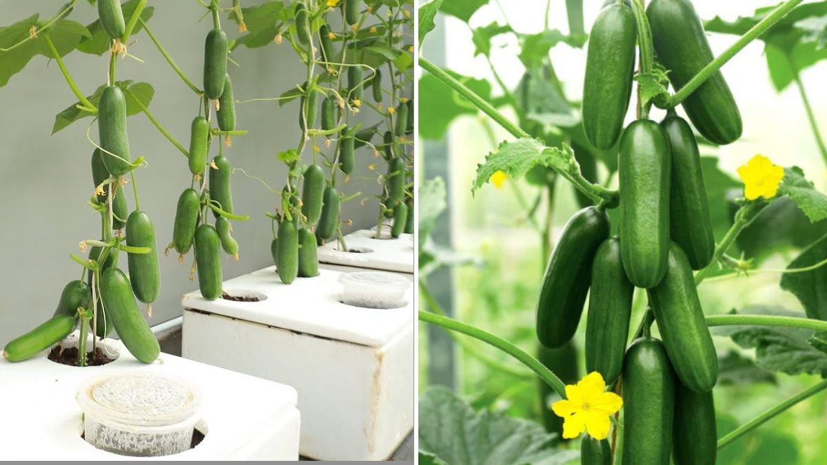 Unbelievably Abundant Cucumber Harvest: A New Method to Grow Cucumbers at Home