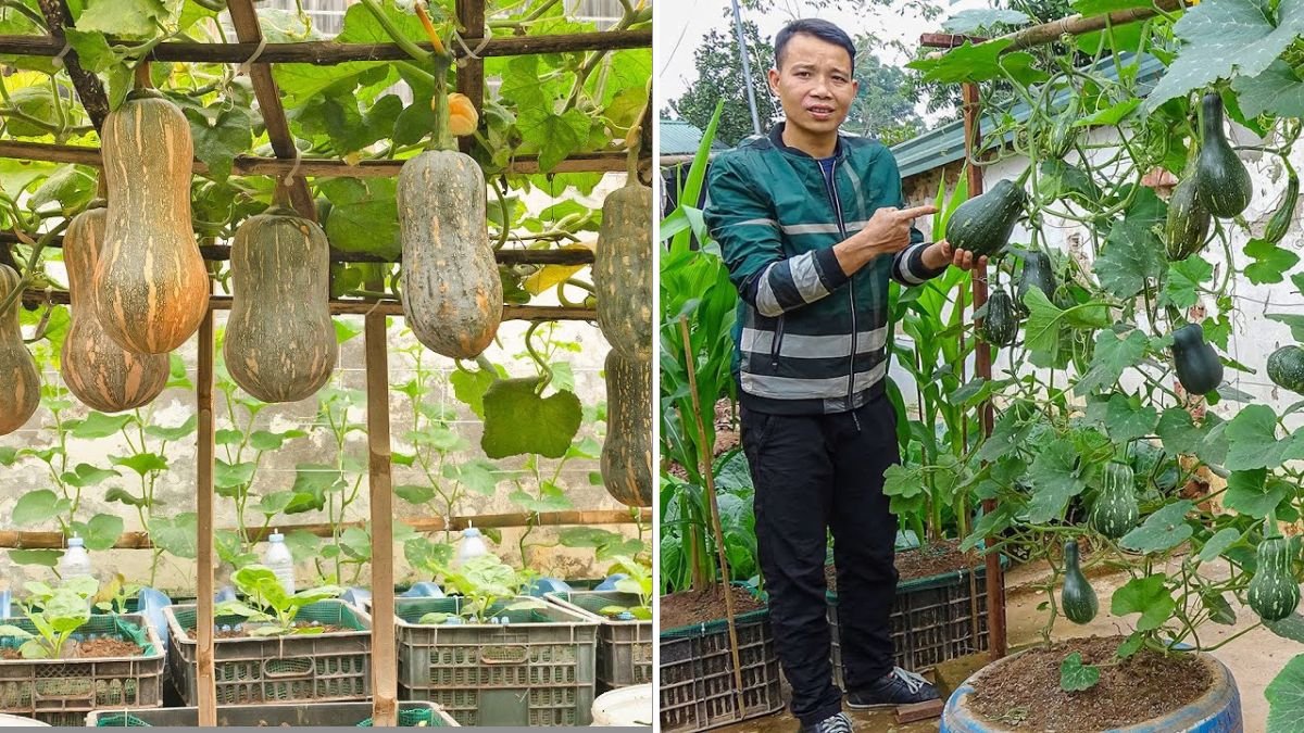 How to Grow Giant Pumpkins in Styrofoam Boxes – The Super Fruit Hack Nobody Told You!
