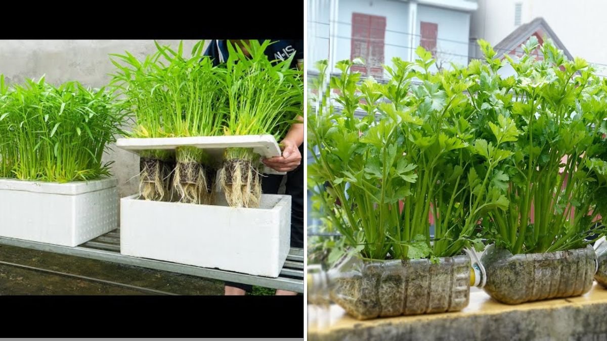 Easy Celery Growing Hacks for Busy People – 10x Faster Harvests You’ll Wish You Knew Sooner