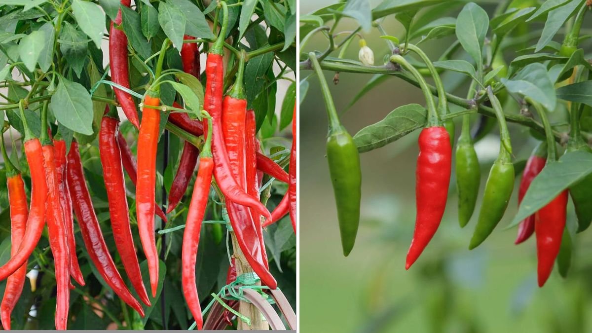 How to Grow Chili Peppers in Containers: From Seed to Harvest Made Easy