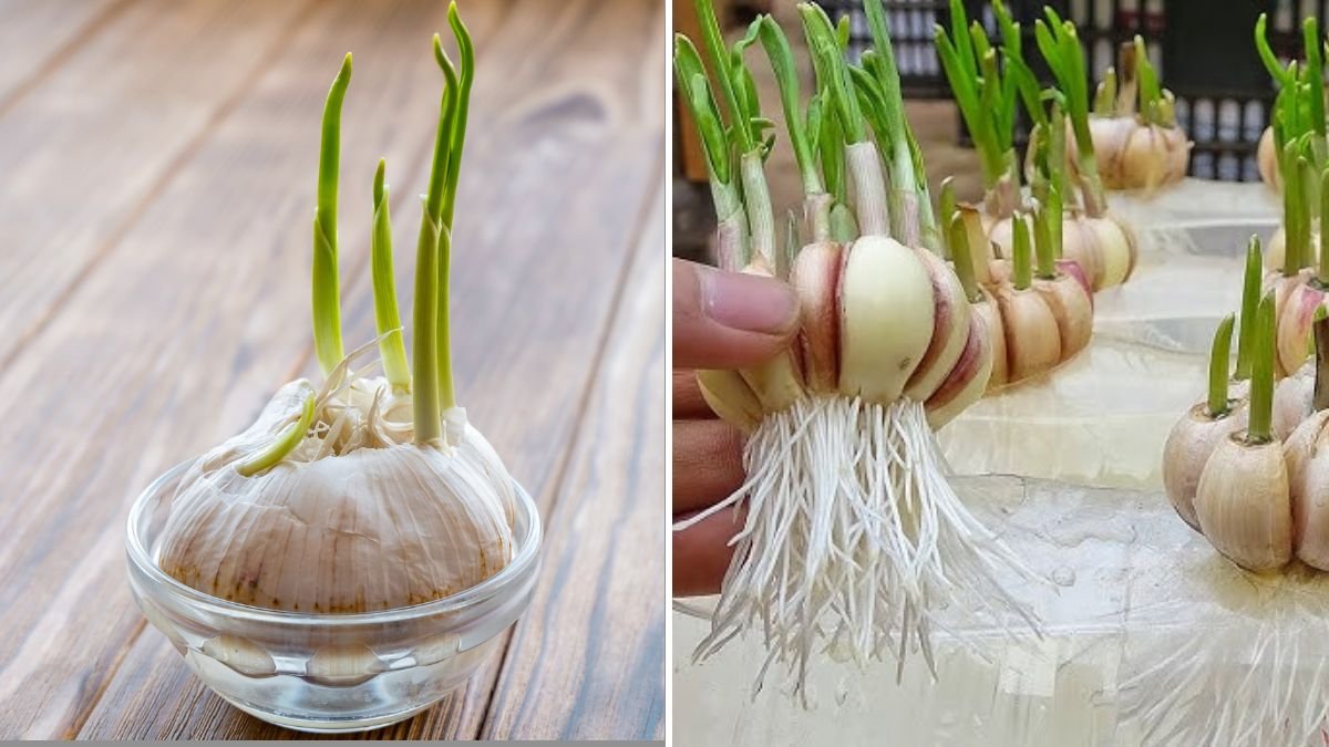 How to Grow Garlic in Plastic Bottles with Water: Many Bulbs and Large Leaves Made Easy