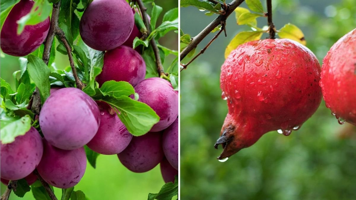 7 Fruit Trees That Are Surprisingly Easy to Grow