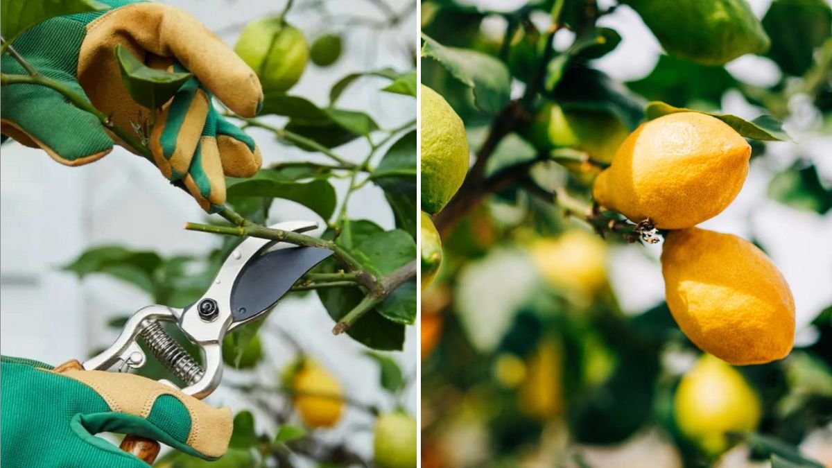 How to Prune Your Lemon Tree for More Fruit