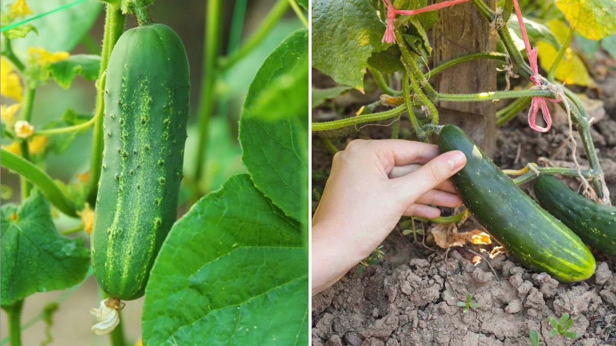 When to Harvest Cucumbers for the Best Taste