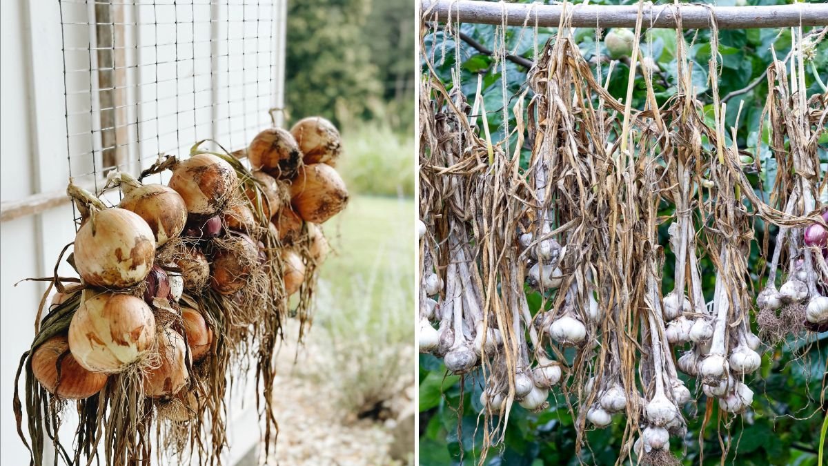 Should You Cure Garlic and Onions Before Storing?