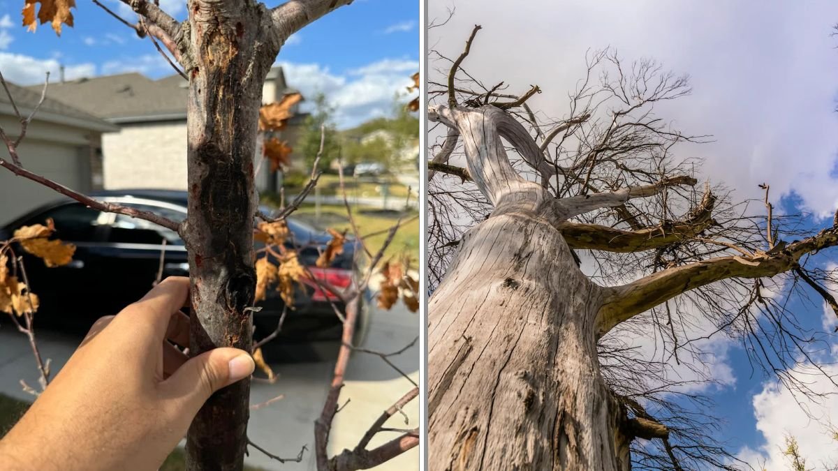 How to Revive a Dying Tree Before It’s Too Late