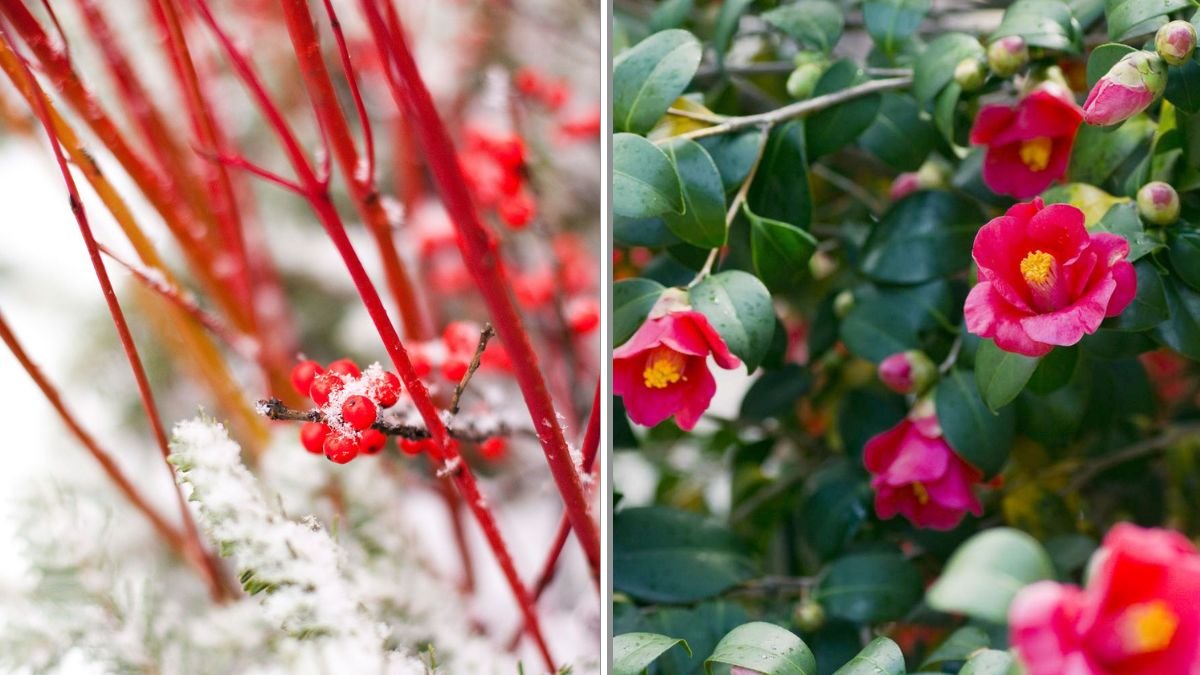 10 Shrubs That Add Color Even in Winter