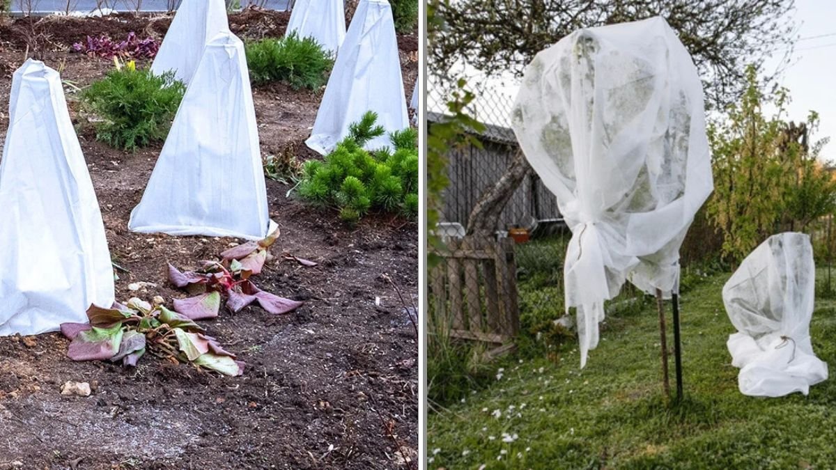 How to Protect Fruit Trees From Late Spring Frosts