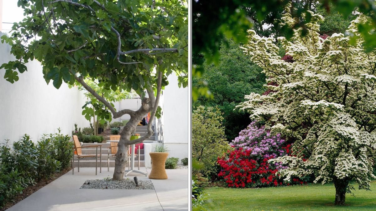 8 Trees That Thrive in Small Urban Backyards