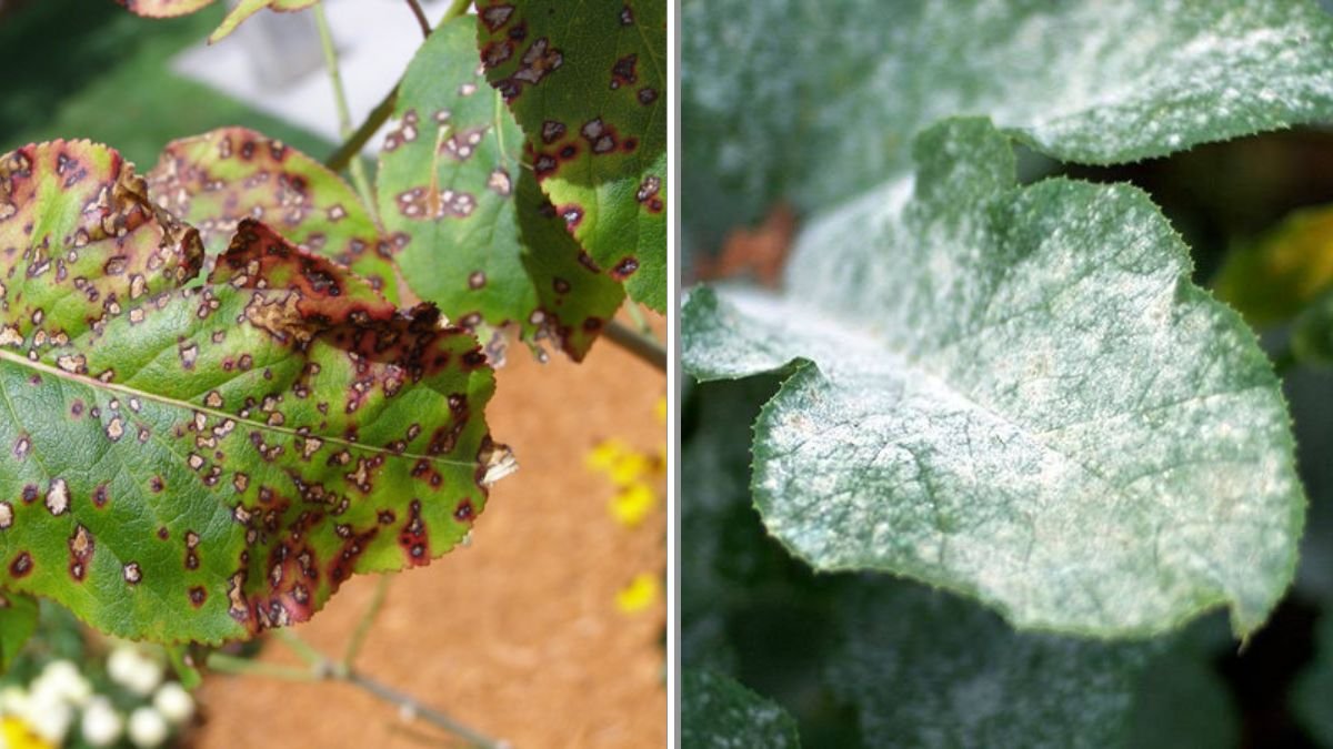 How to Spot Signs of Disease in Ornamental Shrubs